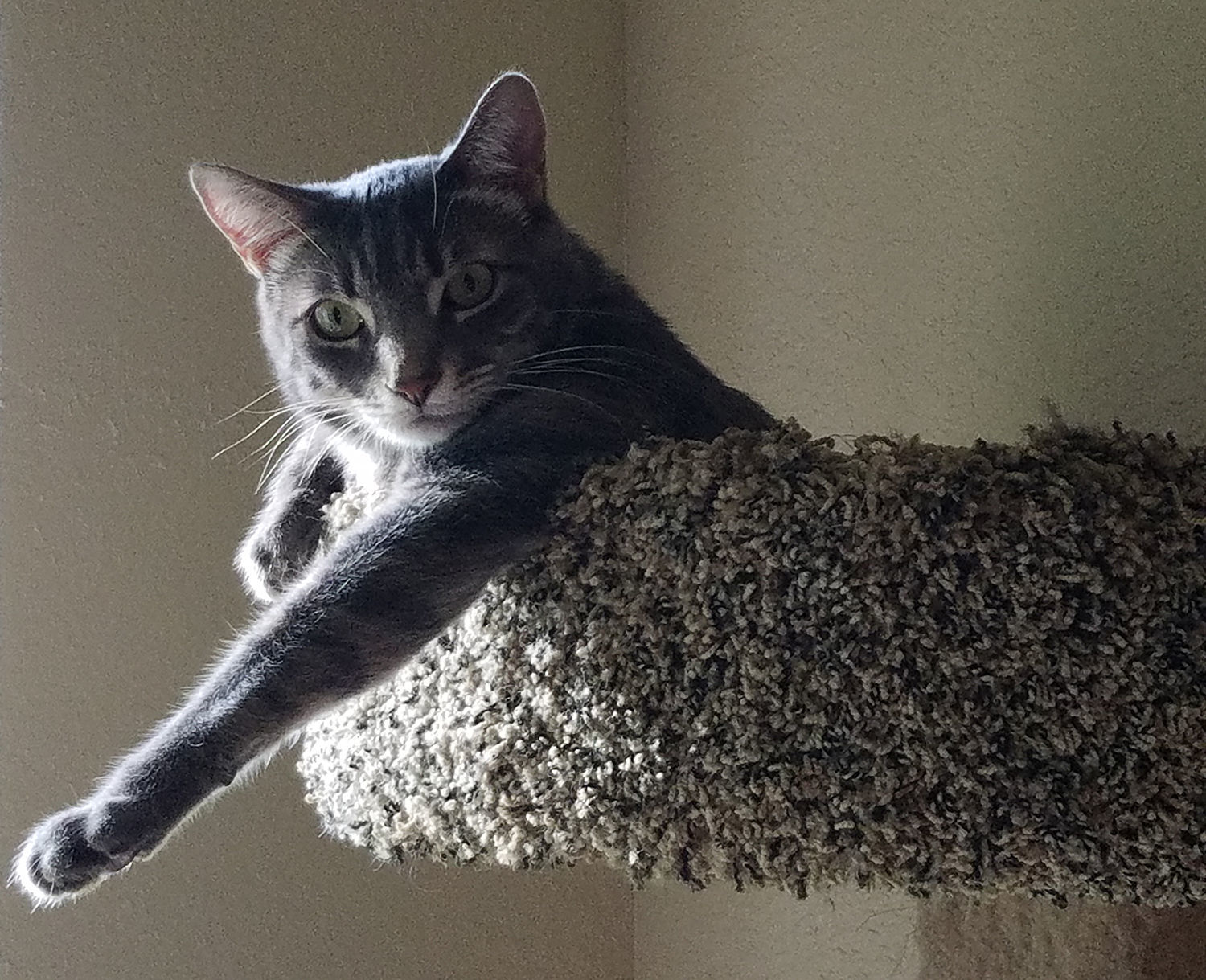 Pic of the Litter: KirkiPie